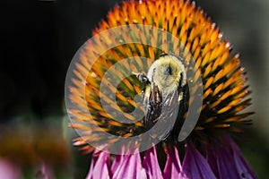 Purple coneflowers with bee