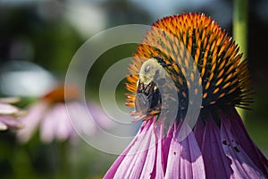 Purple coneflowers with bee