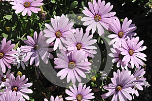 PURPLE CONEFLOWERS IN DANISHC APITAL CIOPENAHAGEN