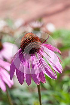 Purple Coneflowers (Echinacea) , close-up, selective focus