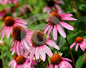 Purple coneflowers in full bloom