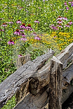 Purple Coneflowers grow next to an old log.