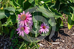 Purple coneflowers in a sunny garden