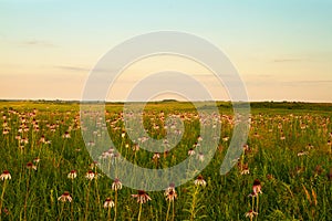 Purple Coneflowers at Wah`Kon-Tah Prairie