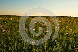 Purple Coneflowers on Wah`Kon-Tah Prairie