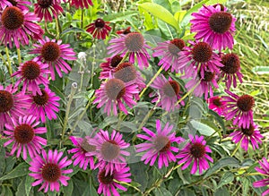 Purple Coneflowers photo