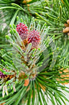 Purple cones and long needles of a pine tree