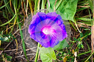 Purple Convolvulus flower in nature