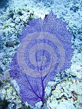 Purple Coral Fan