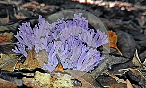 Purple coral fungi, Clavaria zollingeri