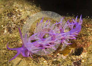 Purple corals underwater on Maldive islands