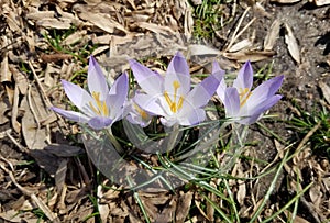 Purple Corcus flowers blooming in spring