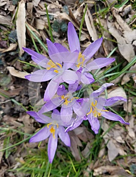 Purple Corcus flowers blooming in spring