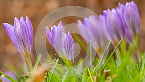 Purple corcus in spring