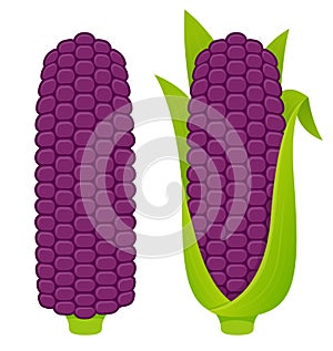 Purple corn cobs illustration