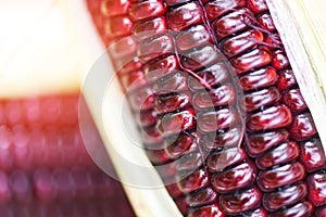 Purple corn fresh close up - Siam Ruby Queen or sweet red corn on cob