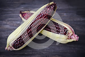 Purple corn fresh on cob on wooden dark background - Siam Ruby Queen or sweet red corn - selective focus