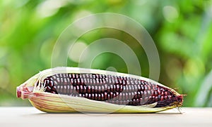 Purple corn fresh on cob on wooden and nature green background - Siam Ruby Queen or sweet red corn