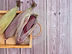 Purple corn or Siam ruby Queen while in a wooden box on a wood table.