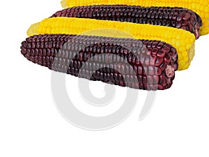 Purple corn and yellow corn isolated on white background