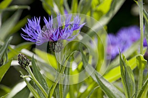 Purple cornflower in the garden on a day in May