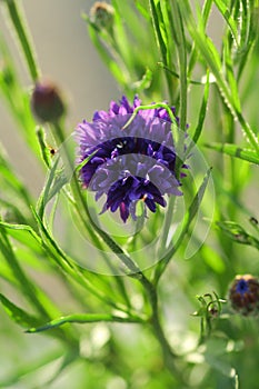 Purple cornflower with leaves and stems