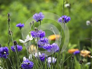 Purple cornflowers and a bumblebee drinking nectar