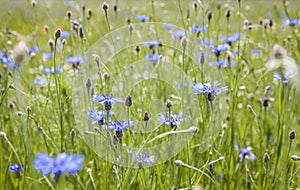 Purple Cornflowers field Nature Blooming Meadows