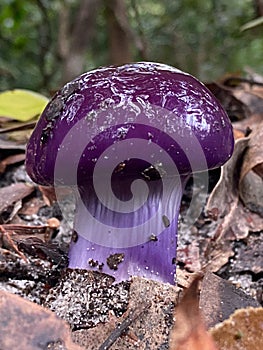 Purple Cortinarius Archeri Mushroom on Forest Floor.Magic Fungus in the Leaves.Queensland,Australia