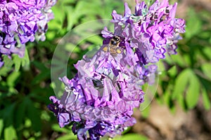 Purple corydalis with apis