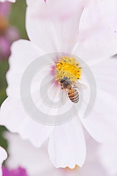 Purple cosmea flower with a bee