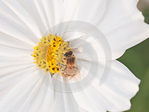 Purple cosmea flower with a bee