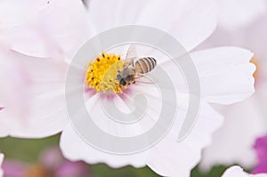 Purple cosmea flower with a bee