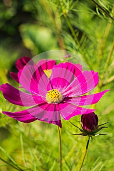 Purple cosmo flower in the garden