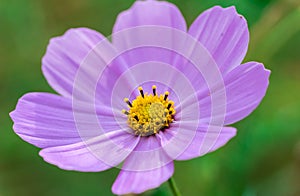 Purple Cosmo Flower