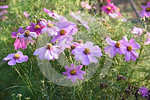 The purple cosmos field