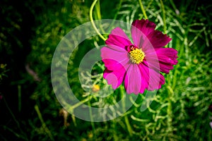 Purple cosmos flower