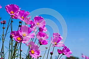 Purple cosmos flower and blue sky in the garden