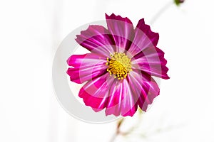 Purple cosmos flower Cosmos Bipinnatus with white background