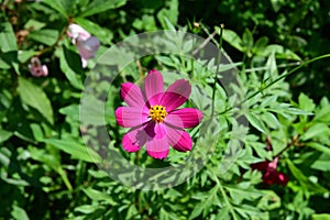 A purple Cosmos flower in full focus in the garden