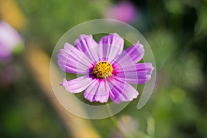 Purple cosmos flower