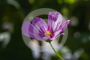 Purple cosmos flower in the sunlight