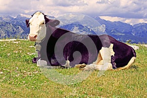 Purple Cow