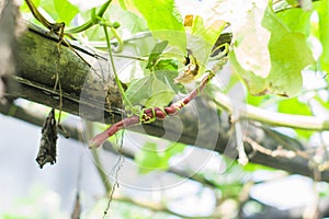 Purple cowpea