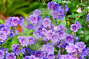 Purple cranes bill flowers growing in a garden in spring. Bunch of bright blossoms in a lush green outdoor park. Lots of