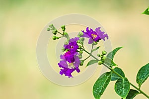 Purple crape myrtle flowers