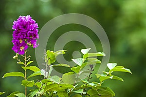 Purple crape myrtle flowers