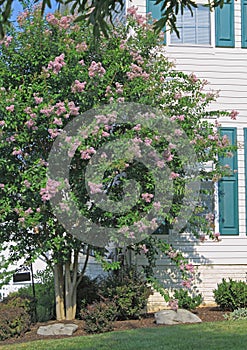 Purple Crape Myrtle Tree