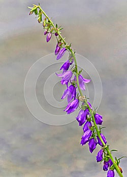 Purple creeping bell flower Ladybells