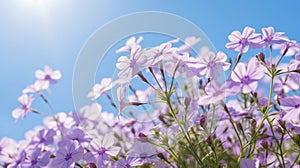 Purple Creeping Phlox against a blue sky. Generative AI